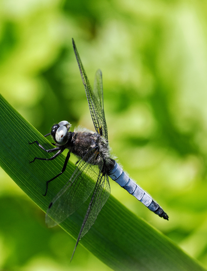 Spitzenfleck Libelle.....