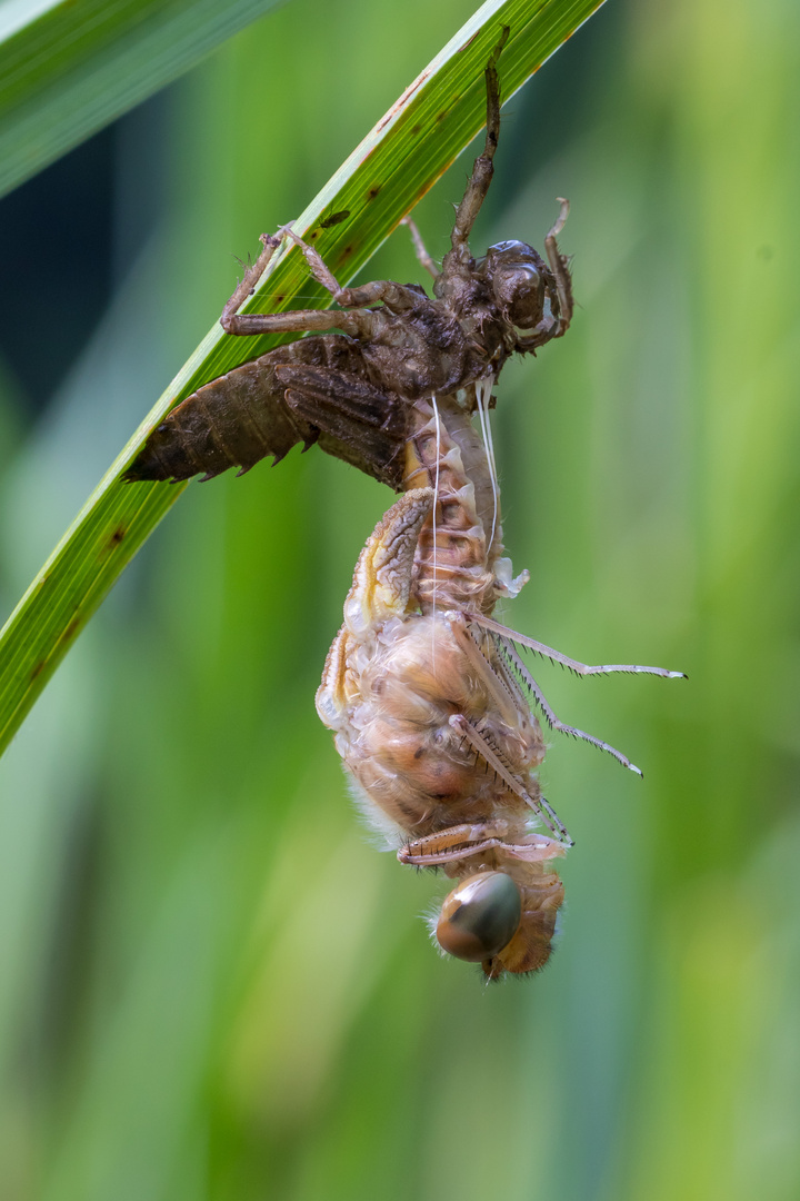 Spitzenfleck Libelle beim Schlüpfen