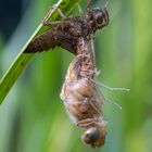 Spitzenfleck Libelle beim Schlüpfen