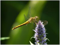 Spitzenfleck-Libelle?