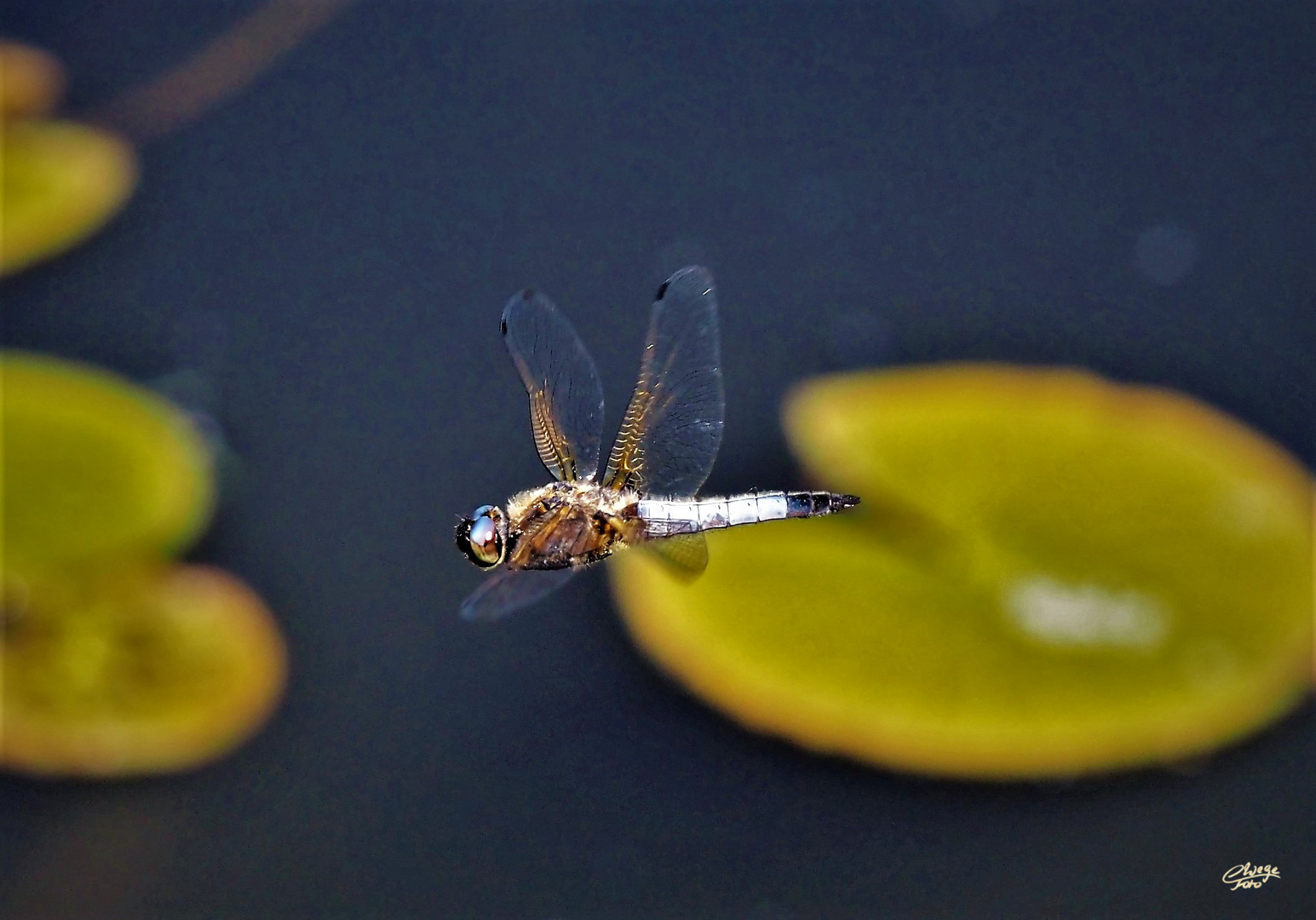 Spitzenfleck-Libelle im Freiflug