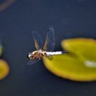 Spitzenfleck-Libelle im Freiflug