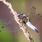 Spitzenfleck Libelle - libellula fulva