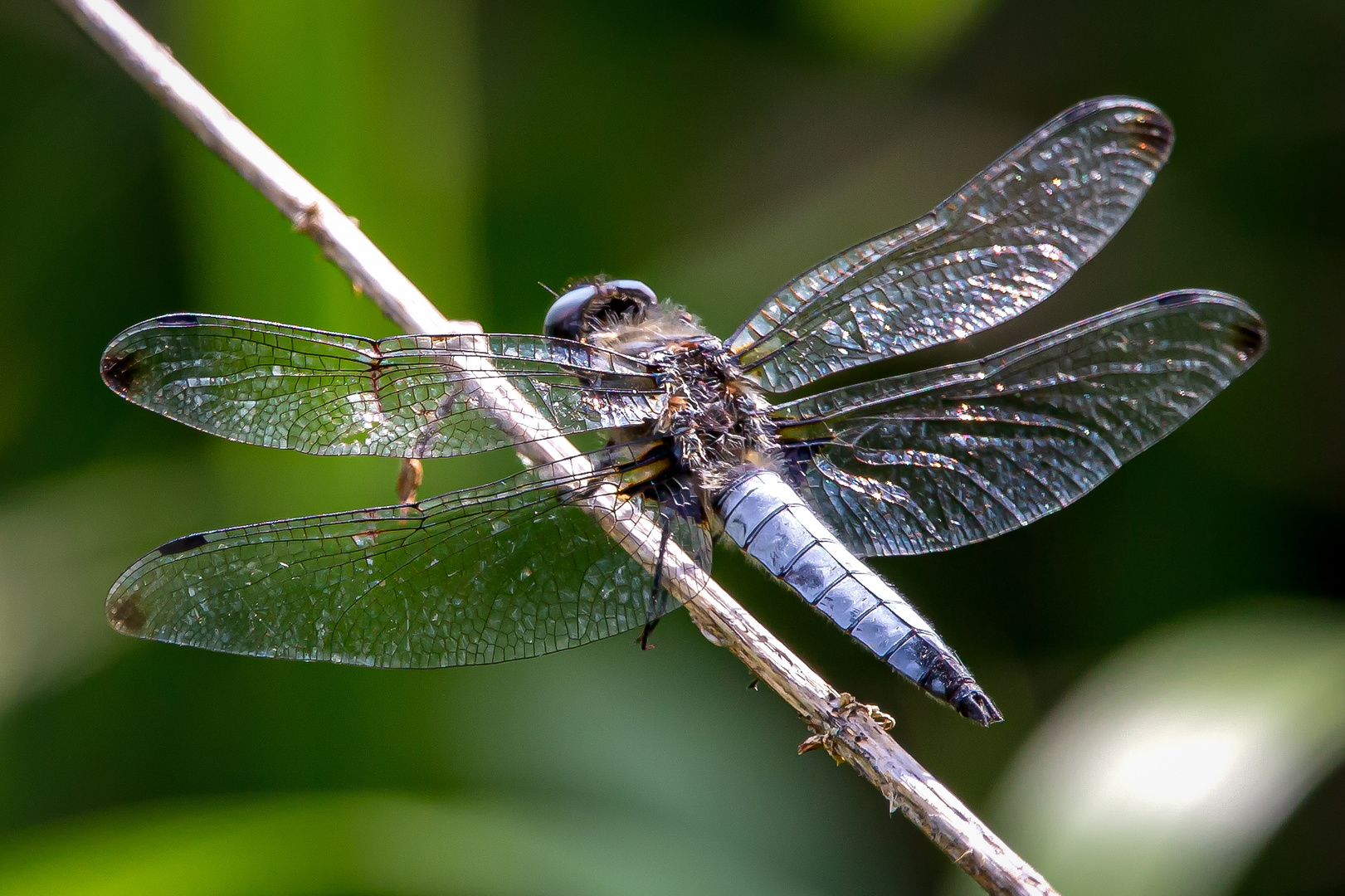 Spitzenfleck Libelle - libellula fulva