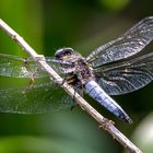 Spitzenfleck Libelle - libellula fulva