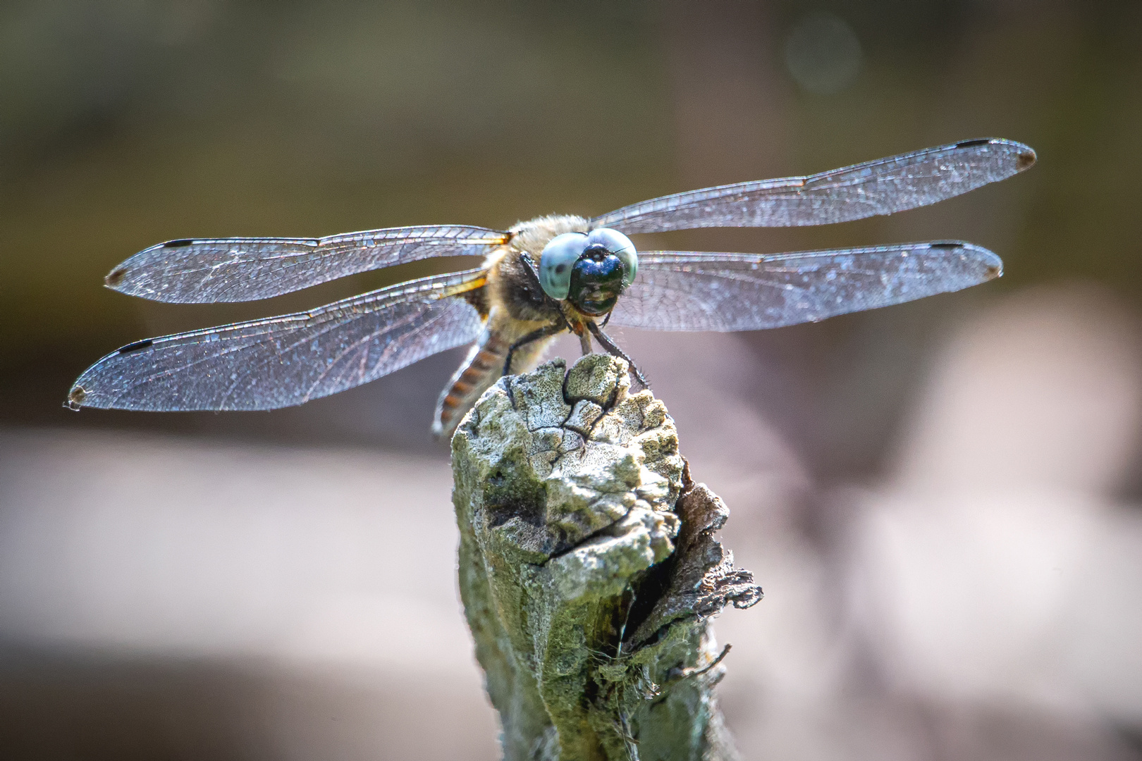 Spitzenfleck Libelle (libellula fulva)