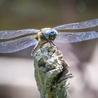 Spitzenfleck Libelle (libellula fulva)