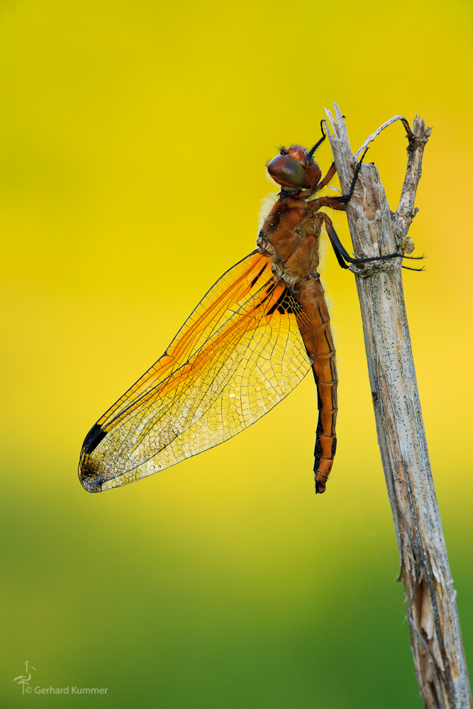 Spitzenfleck-Libelle Libellula fulva