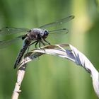 Spitzenfleck Libelle - libellula fulva