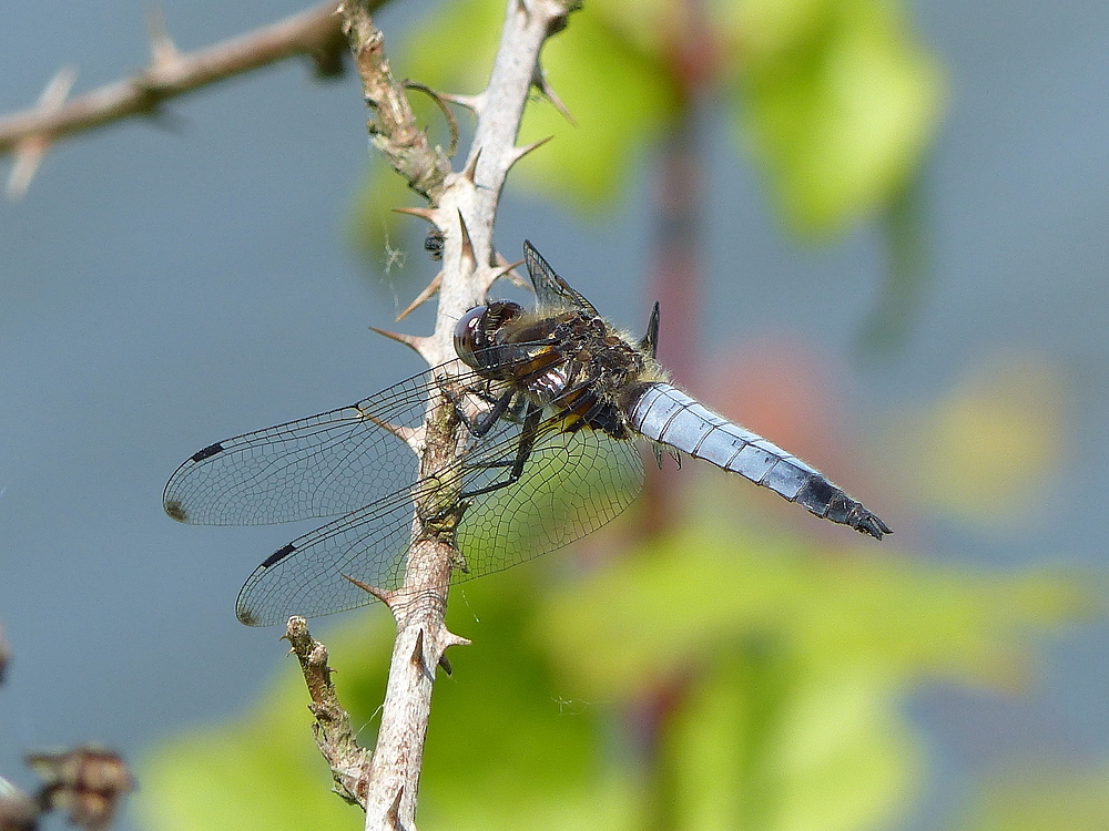 Spitzenfleck Libelle ( selten )