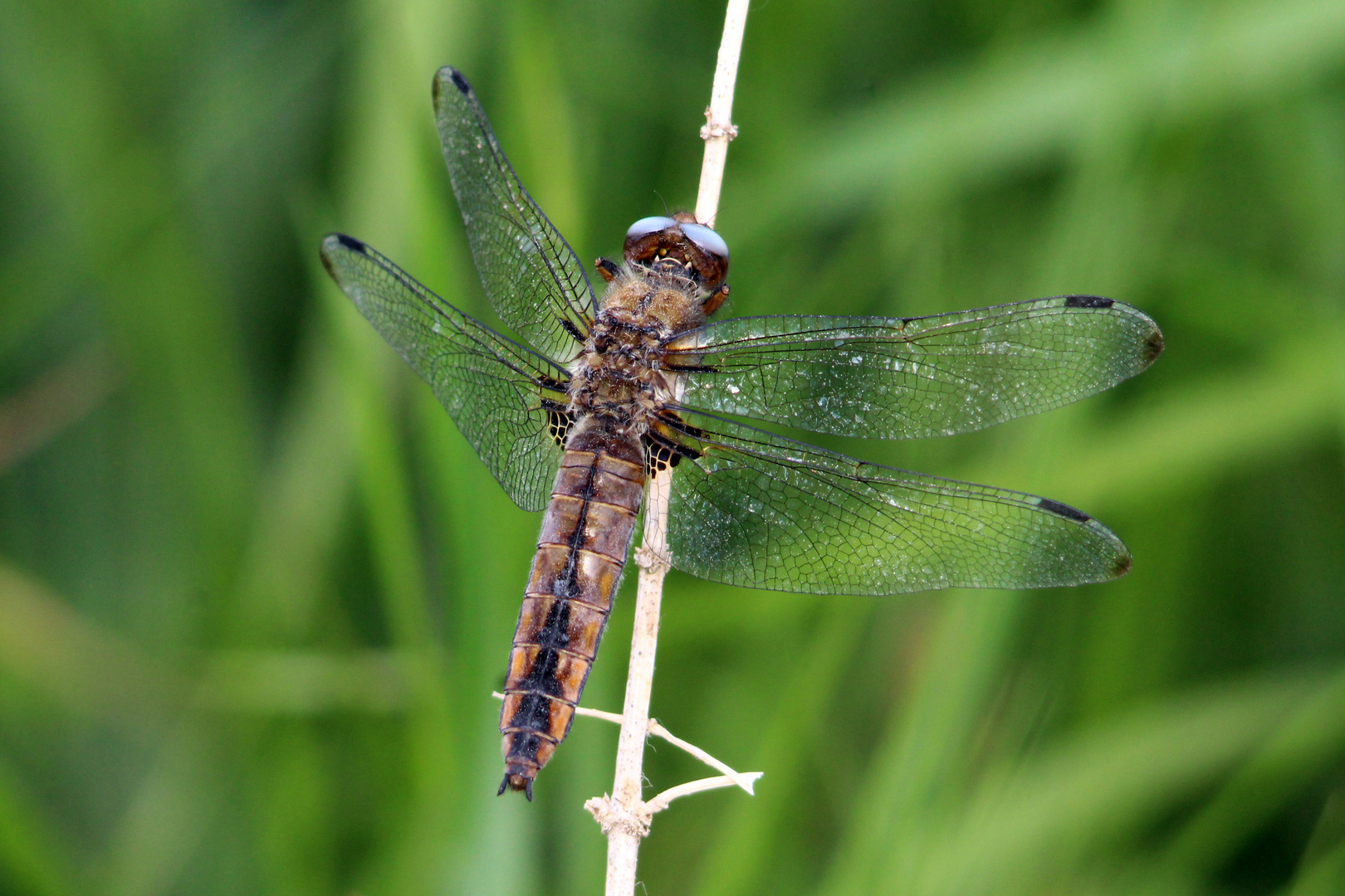 Spitzenfleck-Libelle (Weibchen)