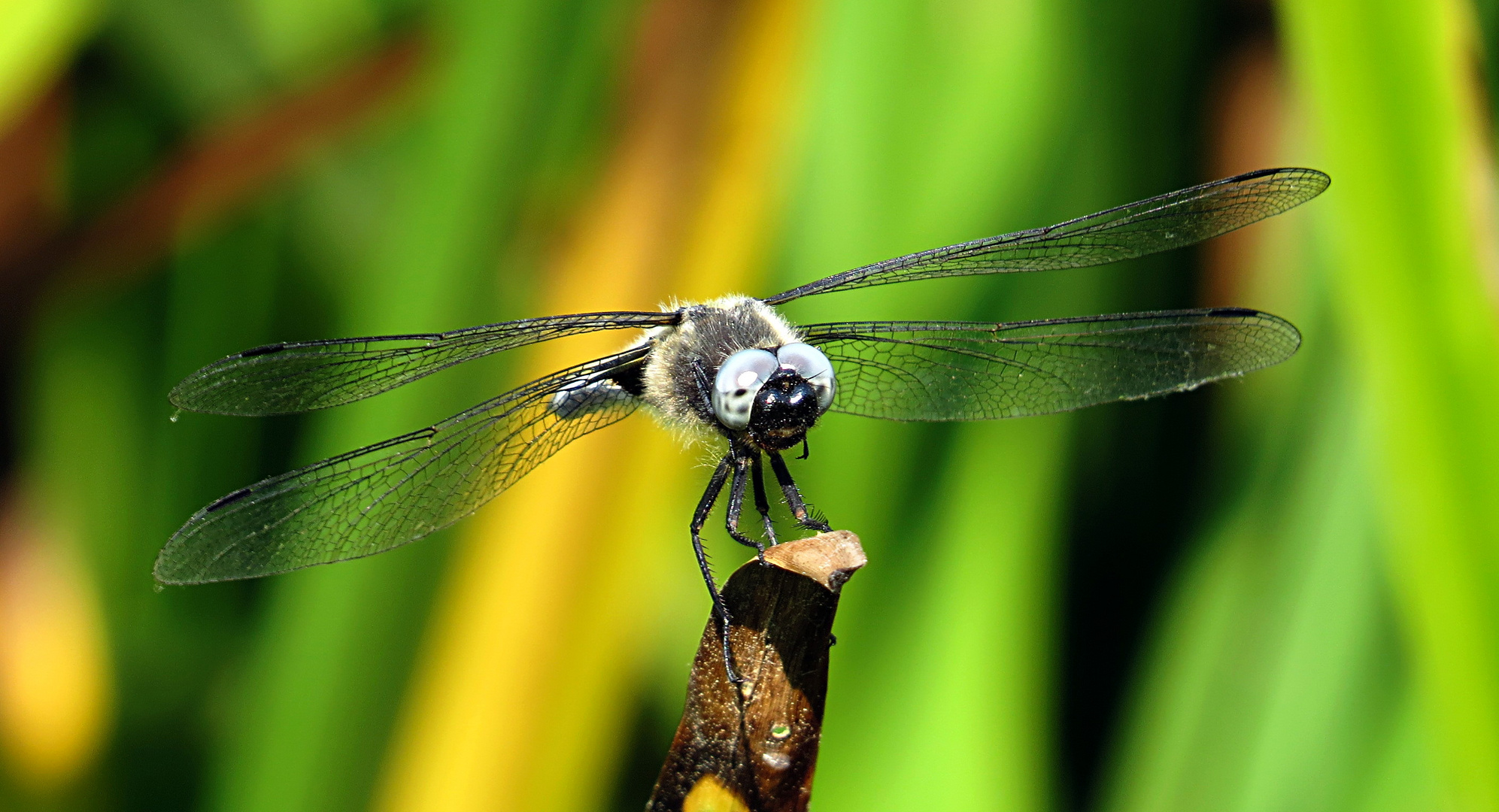 --- Spitzenfleck (Libellula fulva) ---