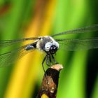 --- Spitzenfleck (Libellula fulva) ---