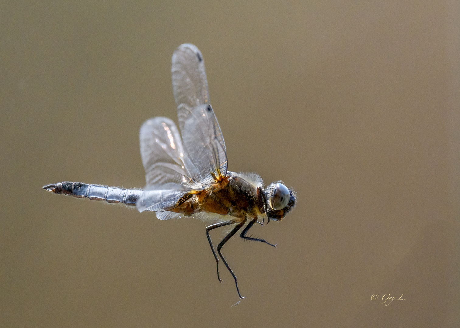 Spitzenfleck (Libellula fulva)