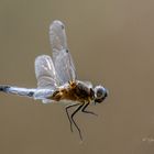 Spitzenfleck (Libellula fulva)