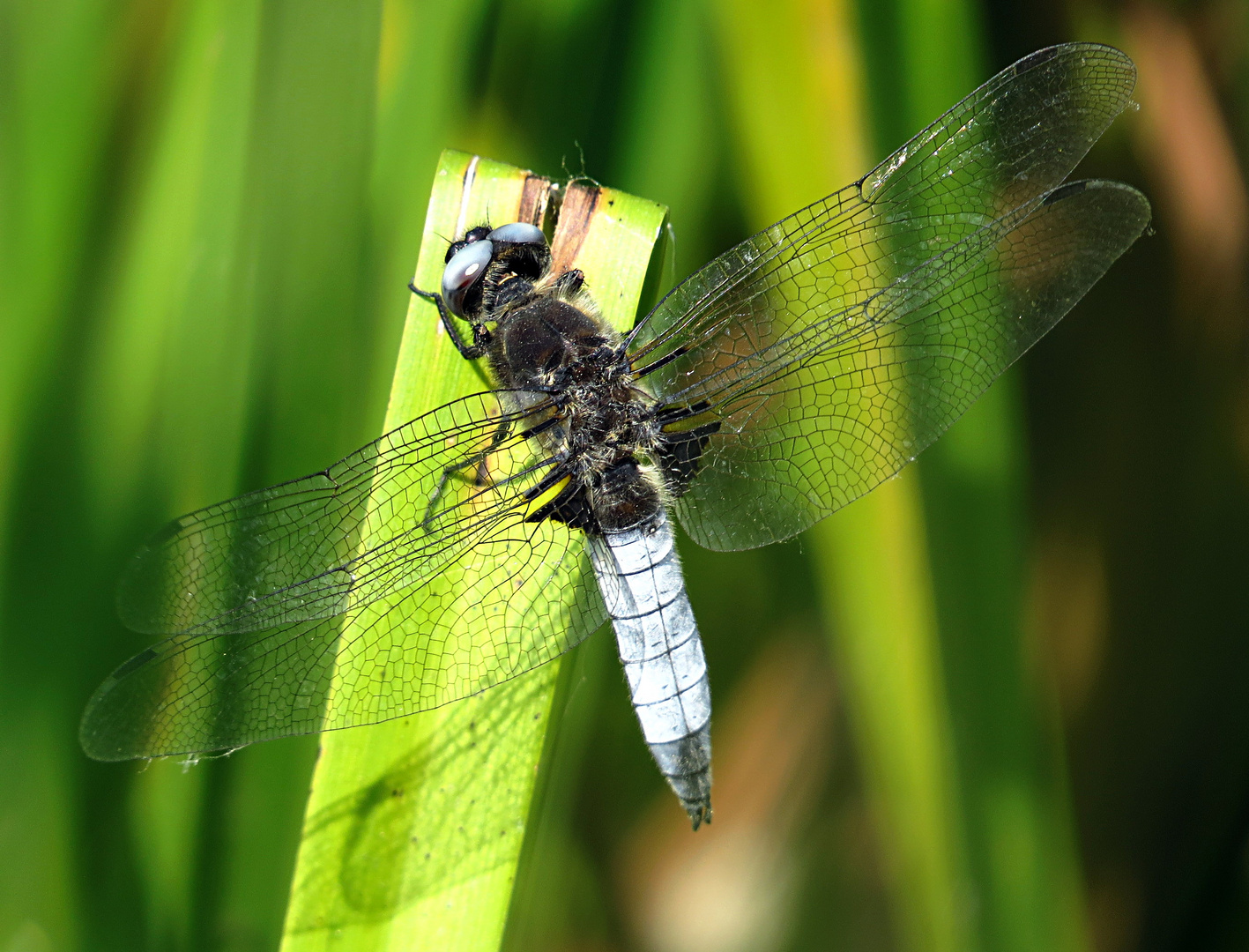 --- Spitzenfleck (Libellula fulva) ---