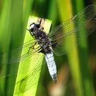 --- Spitzenfleck (Libellula fulva) ---