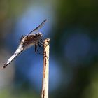 Spitzenfleck (Libellula fulva)