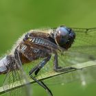 Spitzenfleck – Libellula fulva