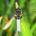 --- Spitzenfleck (Libellula fulva) ---