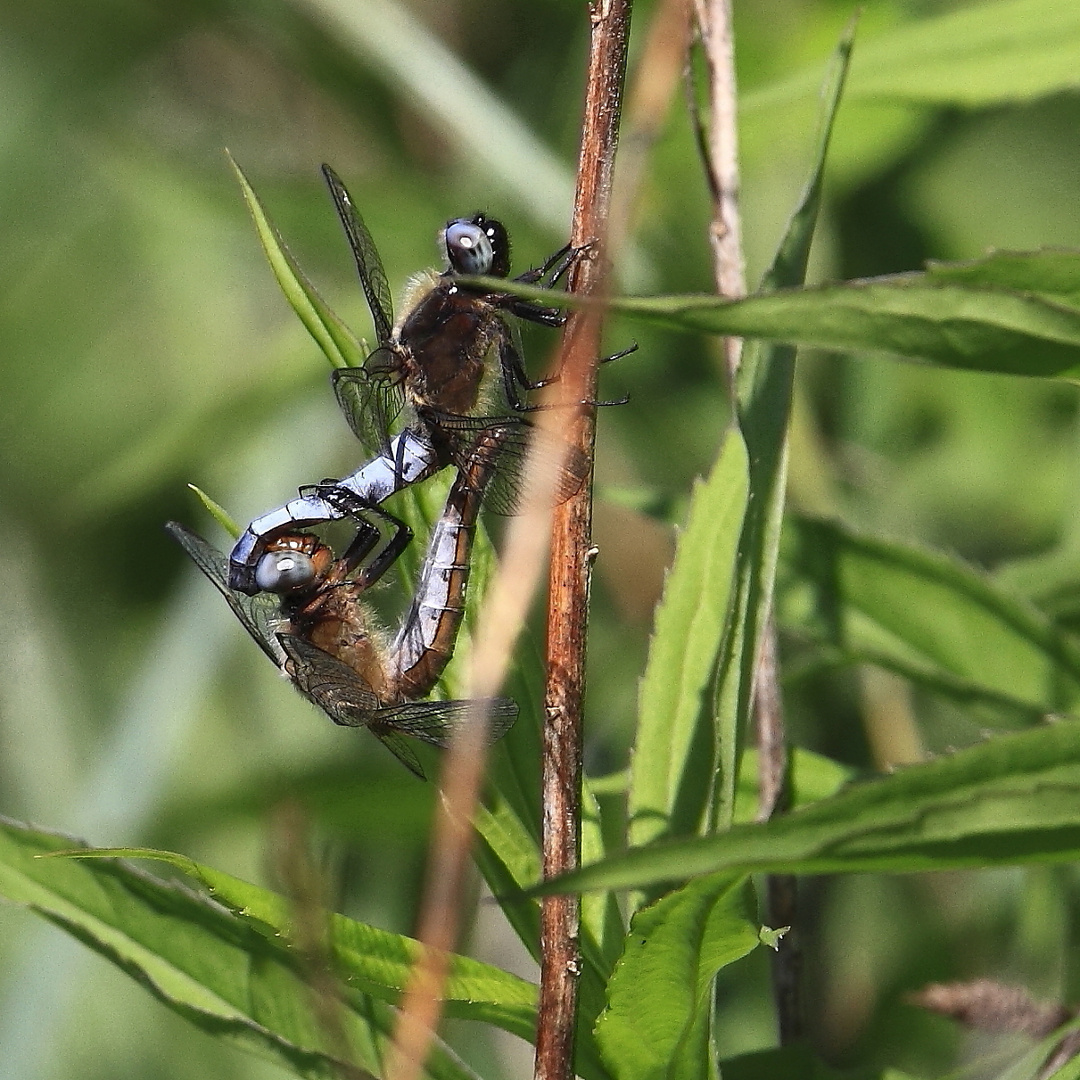 Spitzenfleck (Libellula fulva)