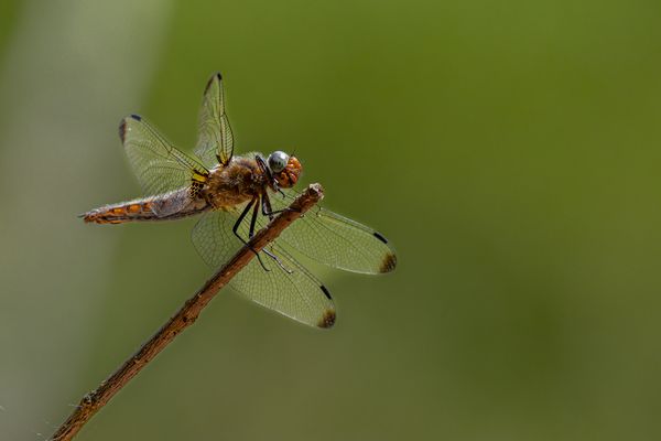Spitzenfleck (Libellula fulva)
