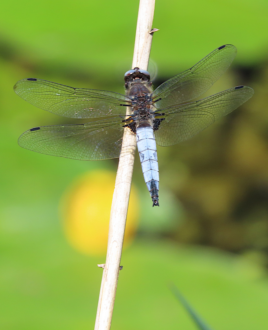 Spitzenfleck (Libellula fulva)