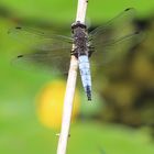 Spitzenfleck (Libellula fulva)