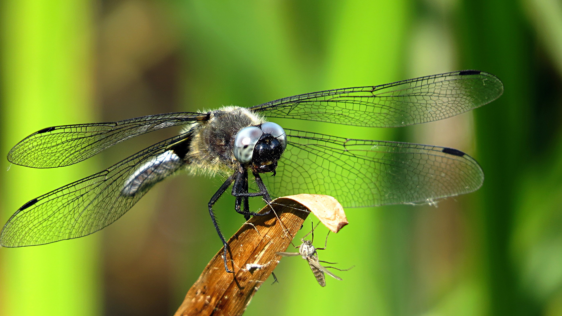 --- Spitzenfleck (Libellula fulva) ---