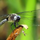 --- Spitzenfleck (Libellula fulva) ---