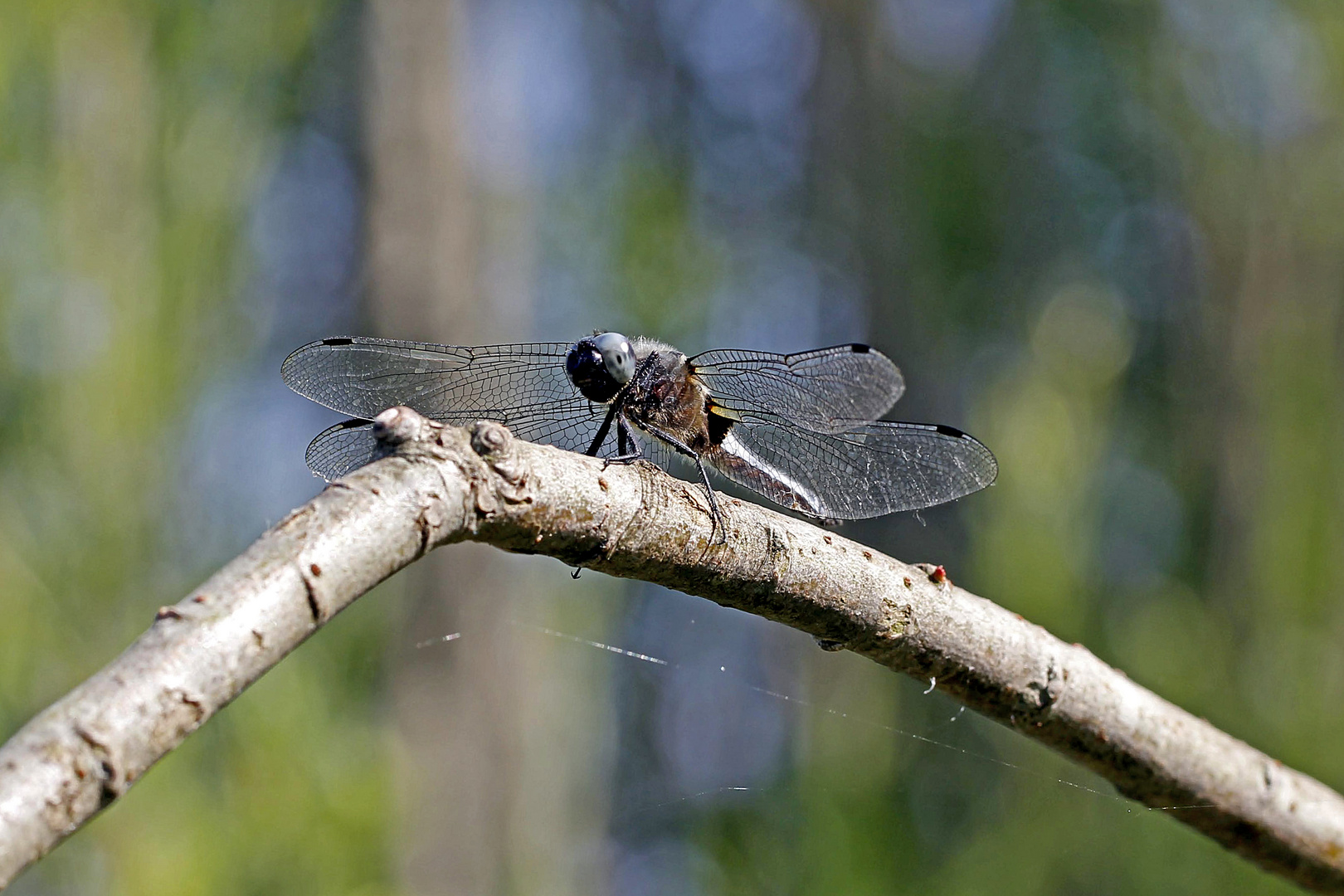 Spitzenfleck (Libellula fulva)