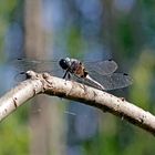 Spitzenfleck (Libellula fulva)