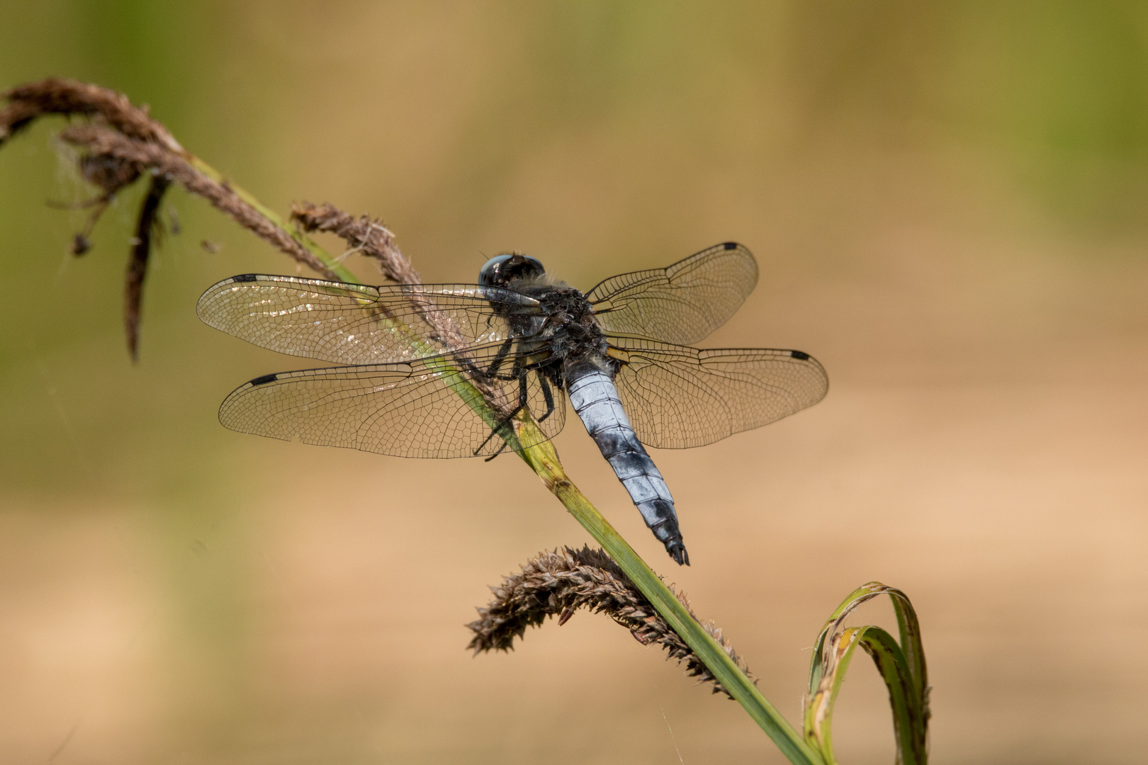 Spitzenfleck (Libellula fulva)