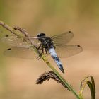 Spitzenfleck (Libellula fulva)