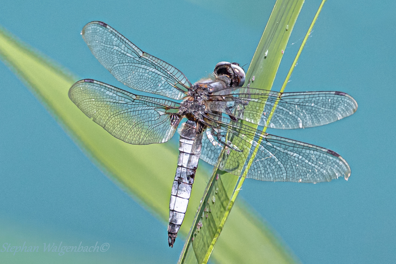 Spitzenfleck (Libellula fulva)