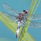 Spitzenfleck (Libellula fulva)