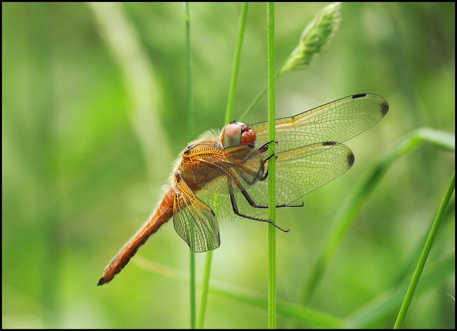 Spitzenfleck (Libellula fulva)