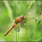 Spitzenfleck (Libellula fulva)