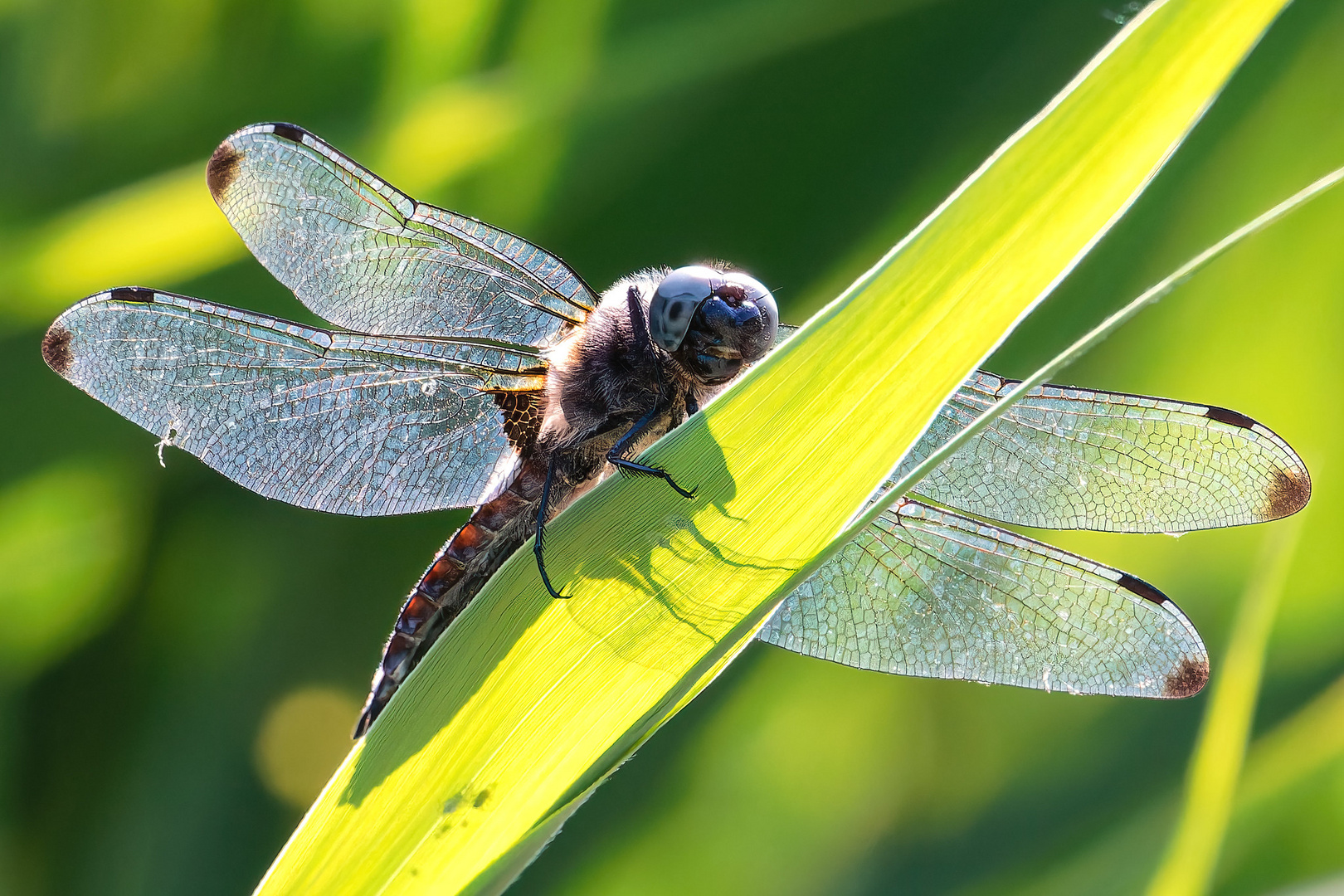 Spitzenfleck - libellula fulva