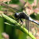 --- Spitzenfleck (Libellula fulva) ---