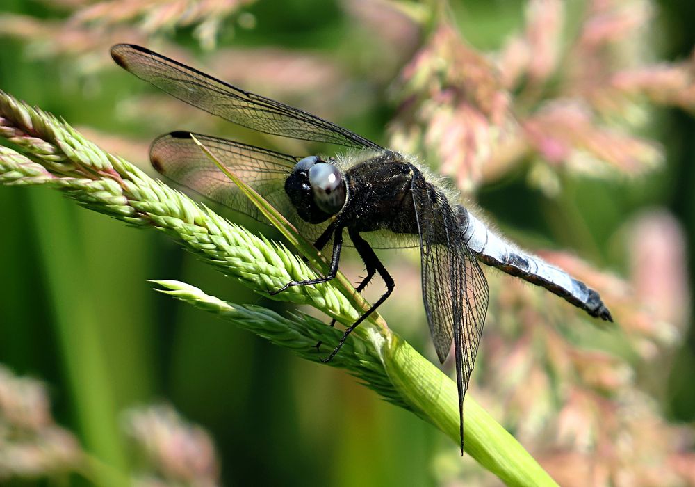 --- Spitzenfleck (Libellula fulva) ---