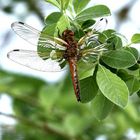 Spitzenfleck (Libellula fulva) 