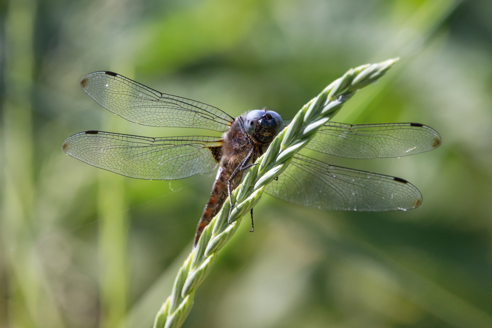 Spitzenfleck (Libellula fulva)