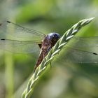 Spitzenfleck (Libellula fulva)