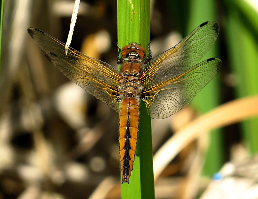 --- Spitzenfleck (Libellula fulva) ---