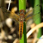 --- Spitzenfleck (Libellula fulva) ---