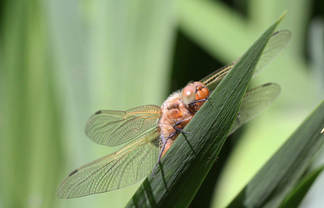 Spitzenfleck (Libellula fulva)