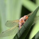 Spitzenfleck (Libellula fulva)