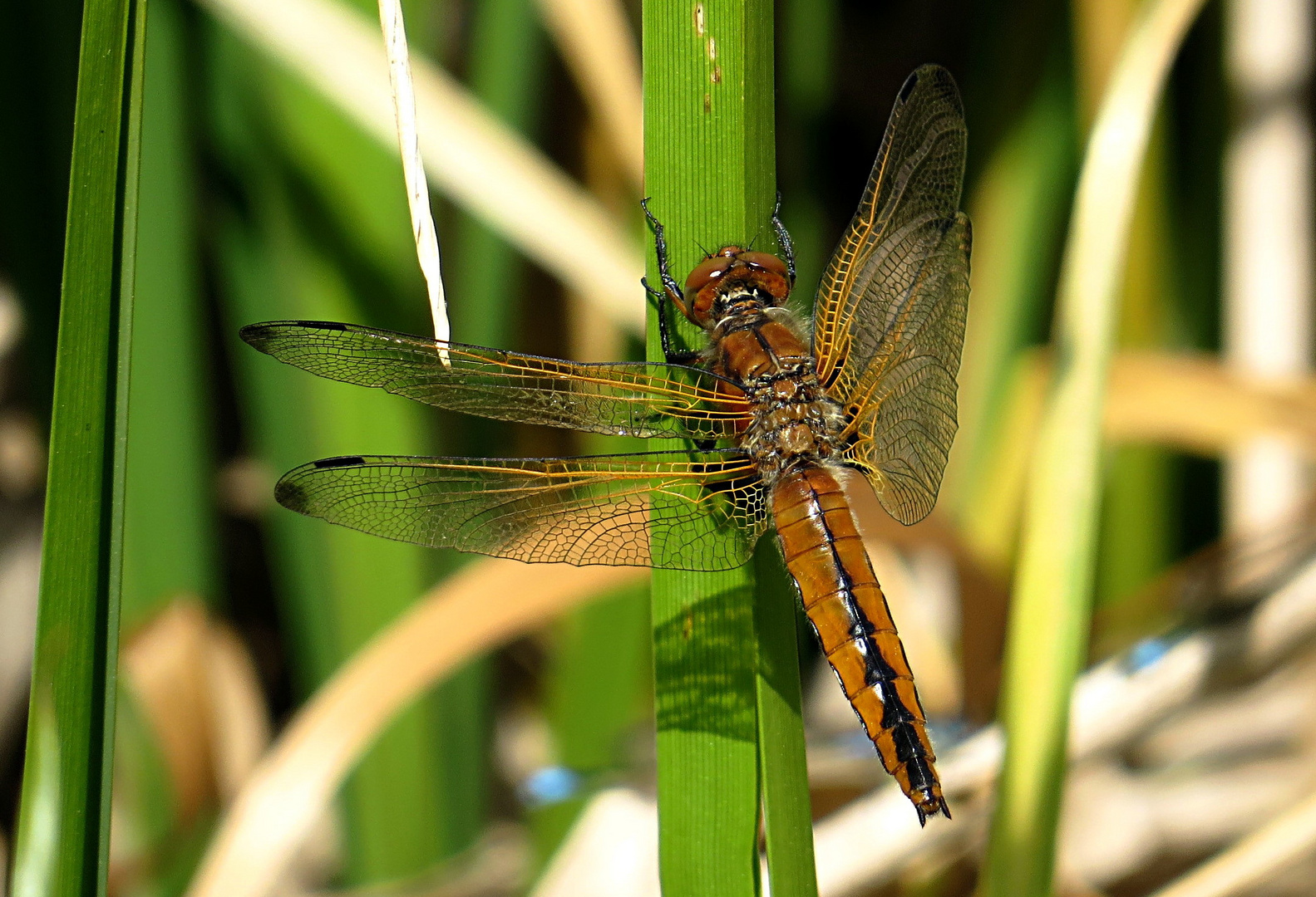 --- Spitzenfleck (Libellula fulva) ---