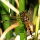 --- Spitzenfleck (Libellula fulva) ---